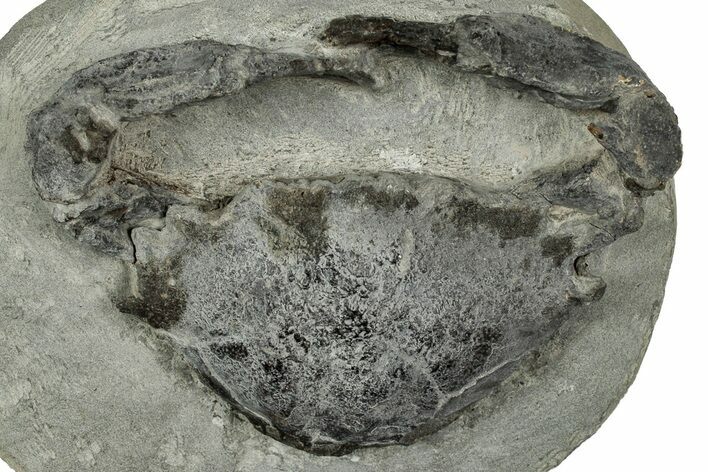 Eocene Fossil Crab (Meandercampus) - Washington State #345496